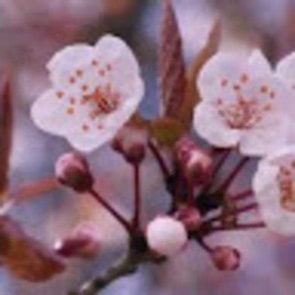 Meet your Posher, A - Picture 1 of 1